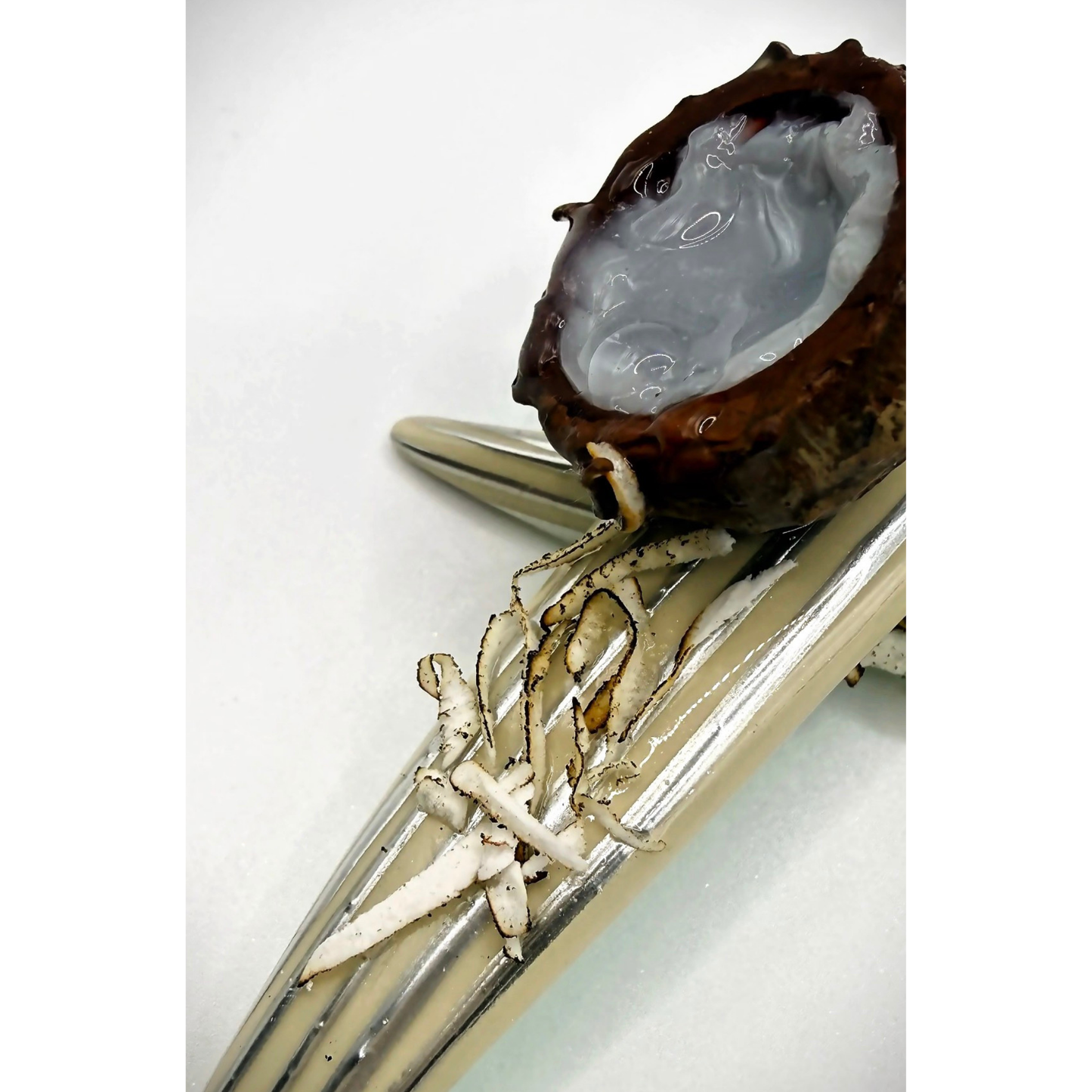 Coconut Martini